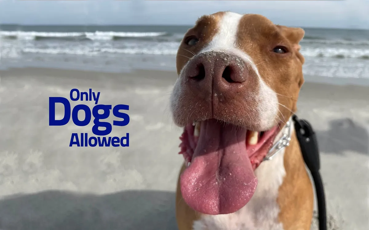 A close-up view of a happy dog with the beach and surf in the background, and a sign with text visible. The scene is lively and joyful, perfectly capturing a playful day at the pet-friendly beach.